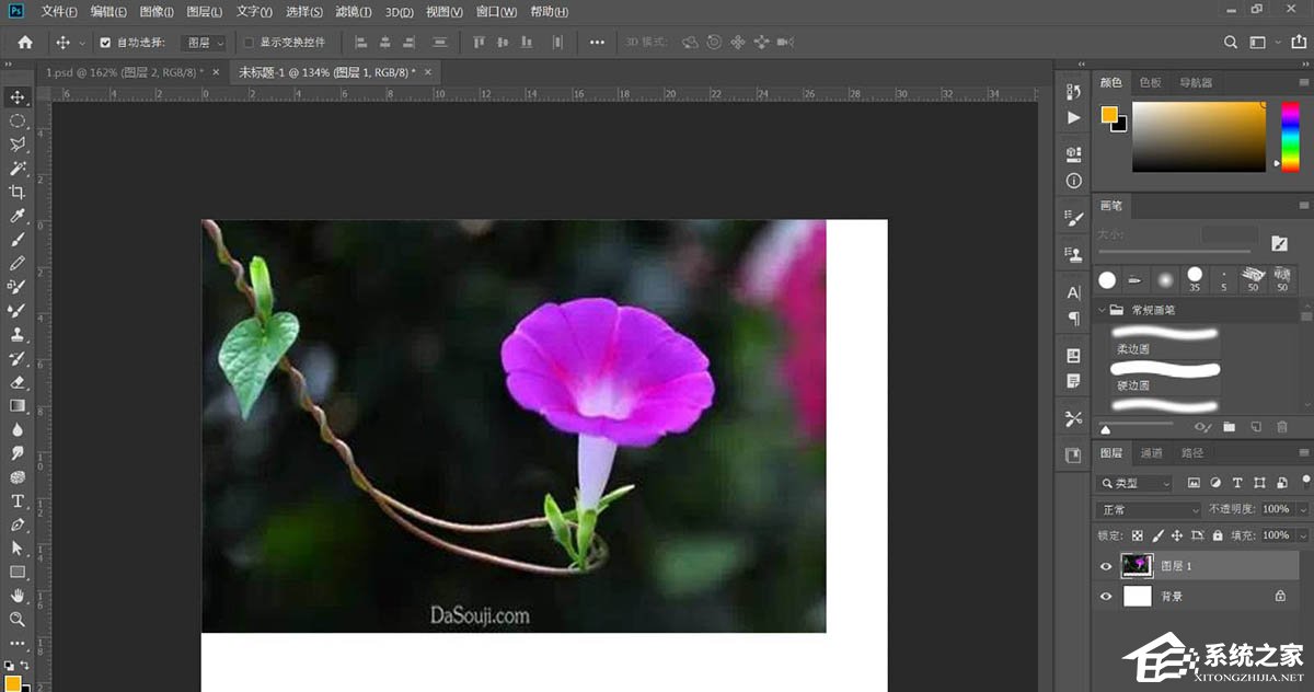 PS如何手绘牵牛花插画？Photoshop绘制牵牛花的方法