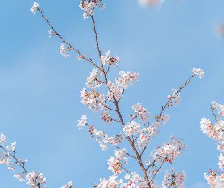 春日樱花壁纸大赏