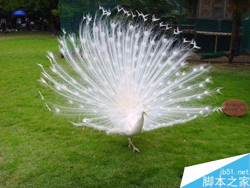 PPT怎么添加音乐音频呢?