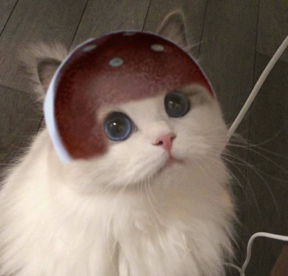 王者荣耀猫咪达摩头像大全