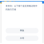 《神奇海洋》8.23以下哪个是无脊椎动物中的脑力王者