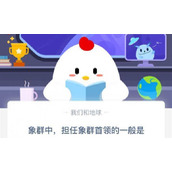 象群的首领是雌性还是雄性