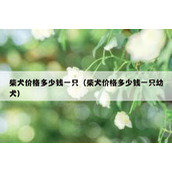 柴犬价格多少钱一只（柴犬价格多少钱一只幼犬）