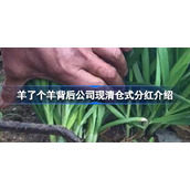 羊了个羊背后公司现清仓式分红怎么回事-羊了个羊背后公司现清仓式分红介绍
