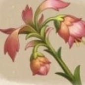 《原神》悼灵花收集路线 3.6悼灵花位置及获取方法