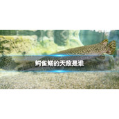 鳄雀鳝的天敌是谁-鳄雀鳝天敌介绍