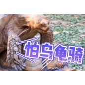 怕乌龟骑梗意思详情