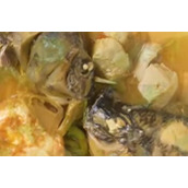 抖音三大食神梗意思一览