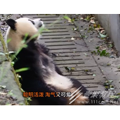 小狗乖乖梗的含义是什么