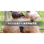 卡比巴拉是什么意思网络用语卡皮巴拉意思介绍