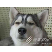 天凉王破梗火爆的原因