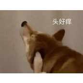 当代易碎大学生梗是什么意思详情