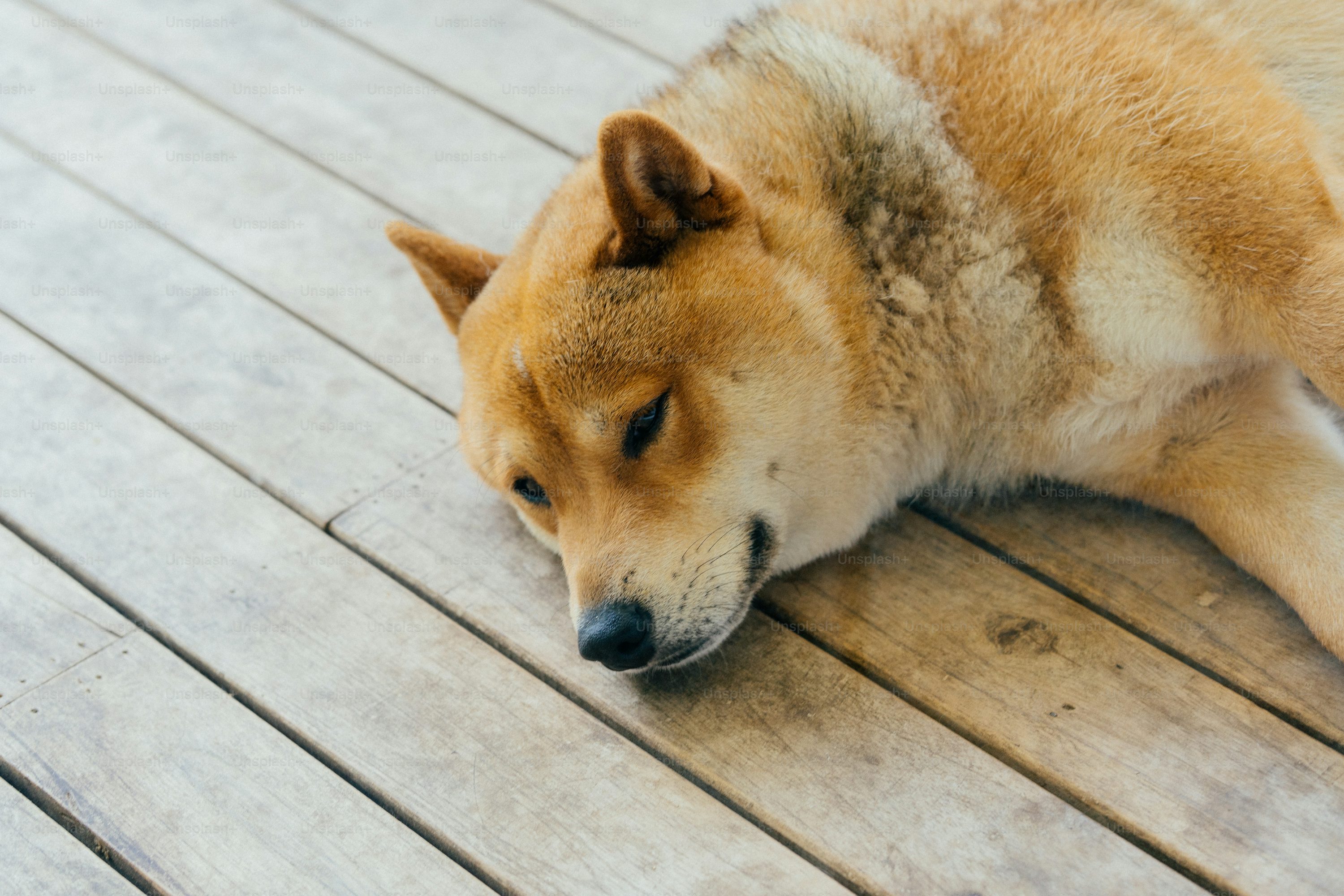 柴犬投资者错失8.82亿美元机会，原因如下