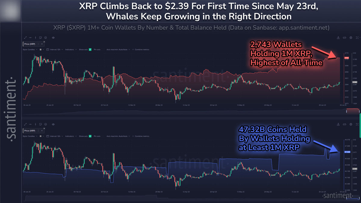 XRP vs ETH：哪种代币在巨鲸推动的行情中表现更佳？