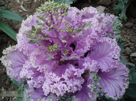 羽衣甘蓝在中国叫什么 为何被称为羽衣甘蓝？