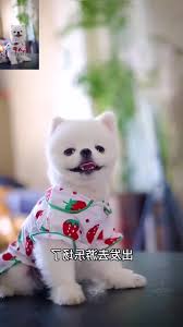 贝聊老师版如何发布视频