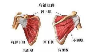 人体唯一能360度旋转的关节是什么