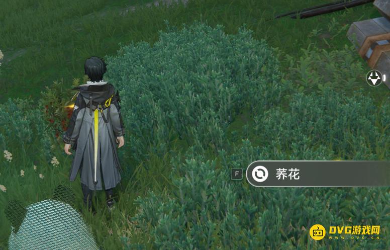 《明日方舟终末地》荞花哪里多-荞花在哪里采集